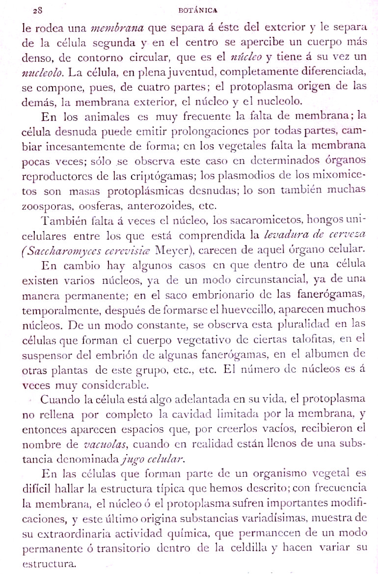 Página 28. Botánica General. Histología. Botánica I por Odón de Buen. Historia Natural. Montaner y Simón, editores. 1891.