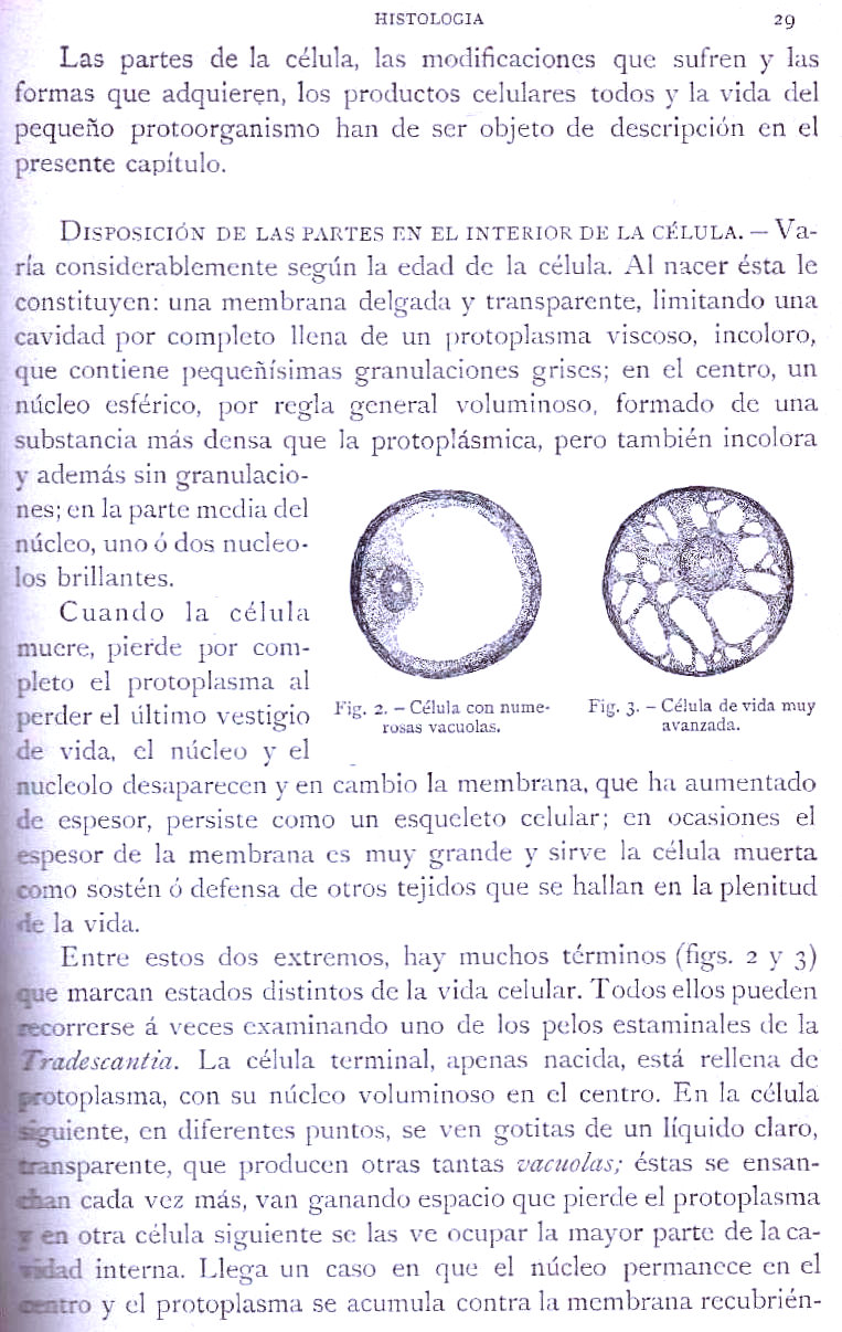 Página 29. Botánica General. Histología. Botánica I por Odón de Buen. Historia Natural. Montaner y Simón, editores. 1891.