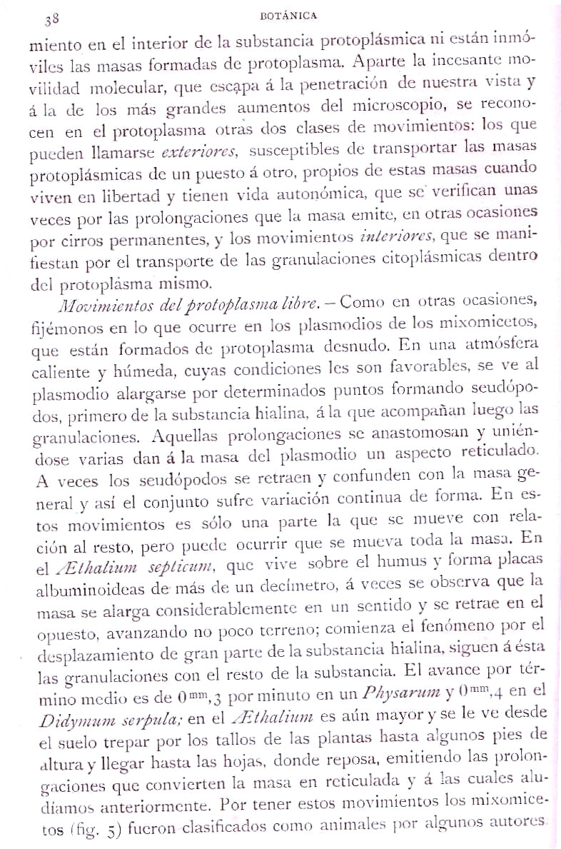 Página 38. Botánica General. Histología. Botánica I por Odón de Buen. Historia Natural. Montaner y Simón, editores. 1891.