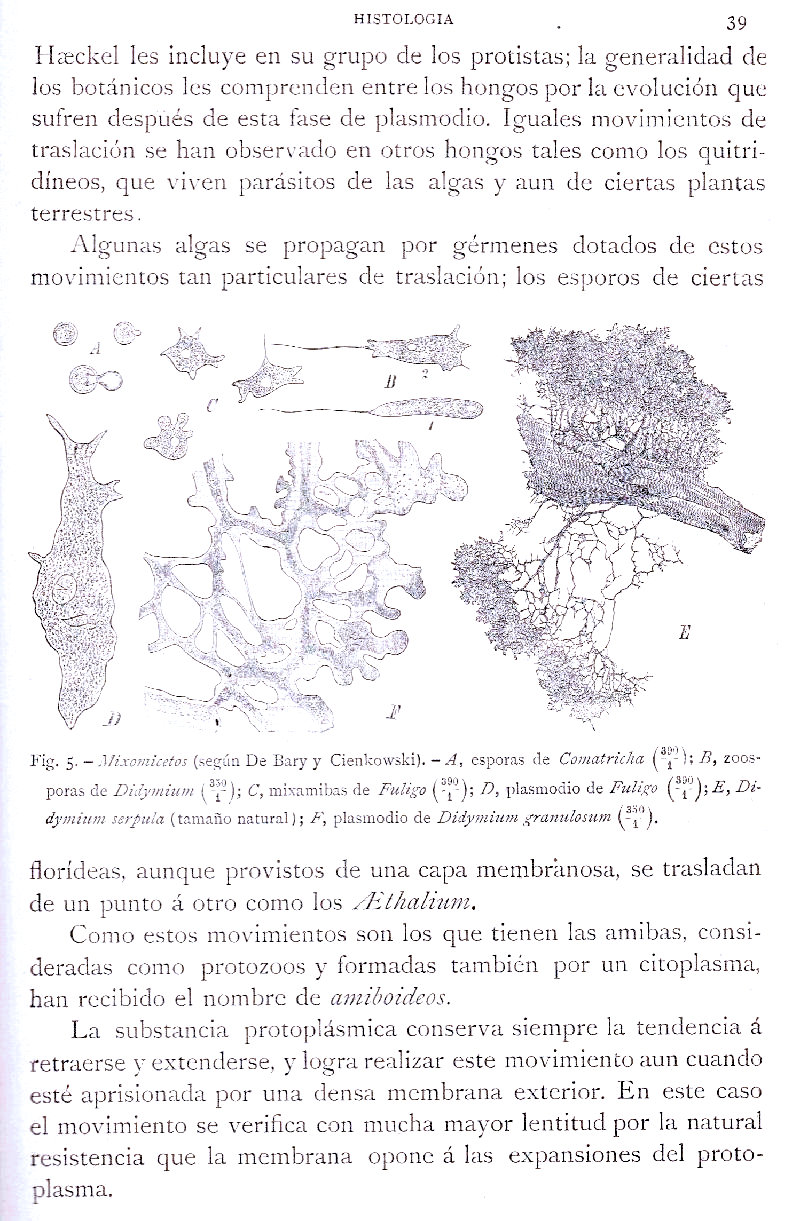 Página 39. Botánica General. Histología. Botánica I por Odón de Buen. Historia Natural. Montaner y Simón, editores. 1891.
