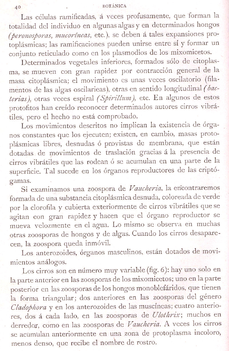 Página 40. Botánica General. Histología. Botánica I por Odón de Buen. Historia Natural. Montaner y Simón, editores. 1891.