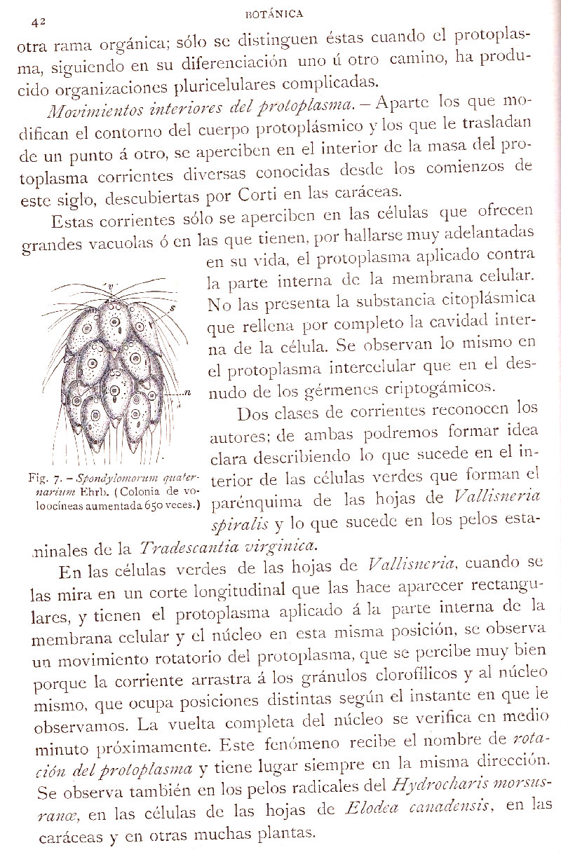 Página 42. Botánica General. Histología. Botánica I por Odón de Buen. Historia Natural. Montaner y Simón, editores. 1891.
