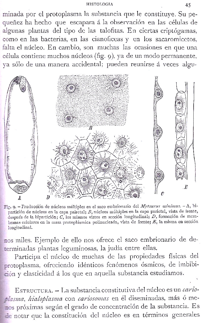 Página 45. Botánica General. Histología. Botánica I por Odón de Buen. Historia Natural. Montaner y Simón, editores. 1891.