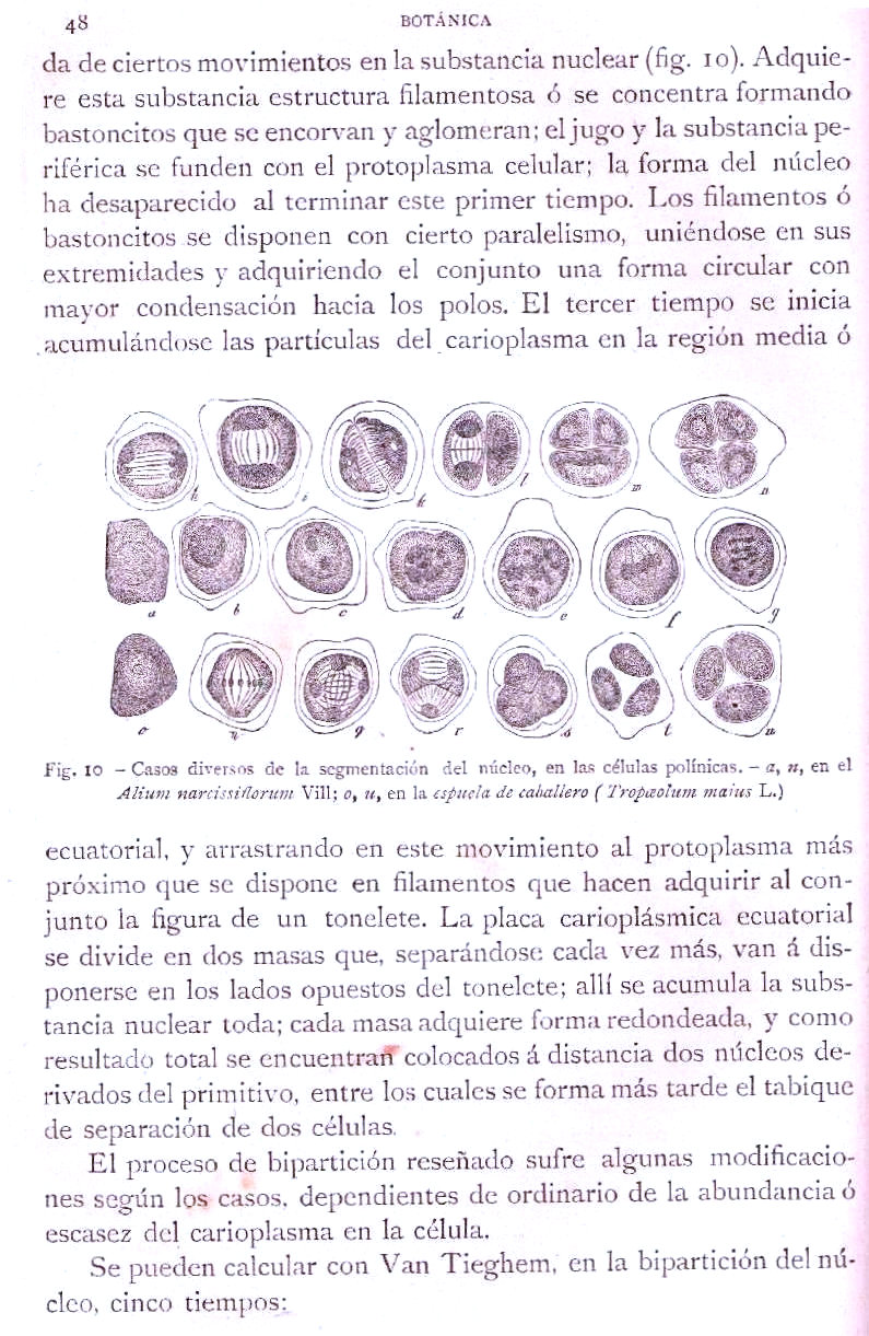 Página 48. Botánica General. Histología. Botánica I por Odón de Buen. Historia Natural. Montaner y Simón, editores. 1891.