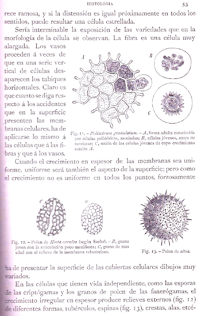 Página 53. Botánica General. Histología. Botánica I por Odón de Buen. Historia Natural. Montaner y Simón, editores. 1891.