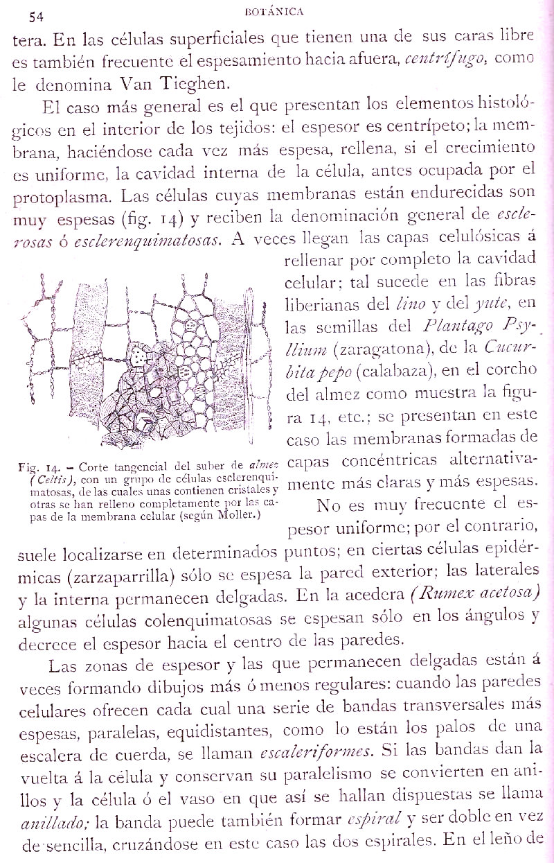 Página 54. Botánica General. Histología. Botánica I por Odón de Buen. Historia Natural. Montaner y Simón, editores. 1891.