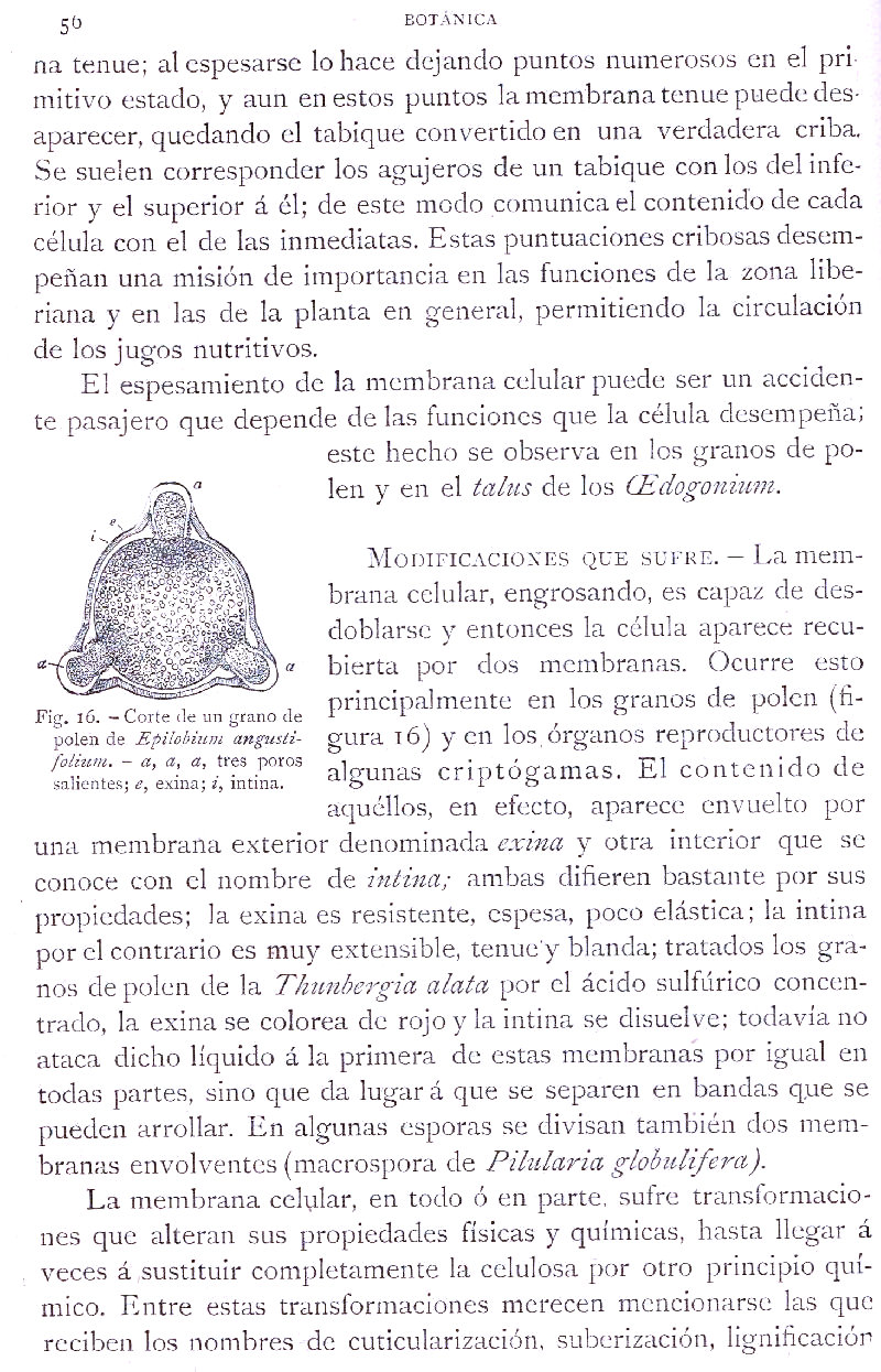 Página 56. Botánica General. Histología. Botánica I por Odón de Buen. Historia Natural. Montaner y Simón, editores. 1891.