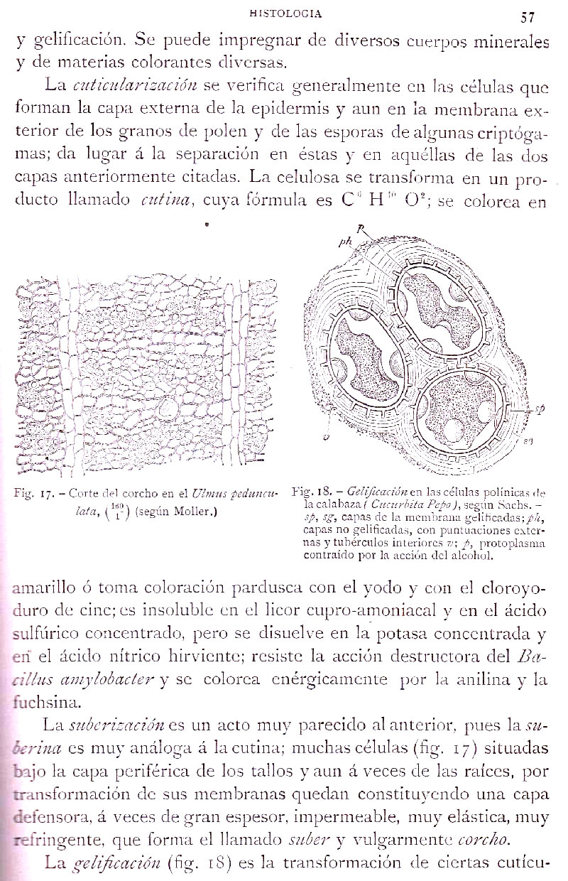 Página 57. Botánica General. Histología. Botánica I por Odón de Buen. Historia Natural. Montaner y Simón, editores. 1891.