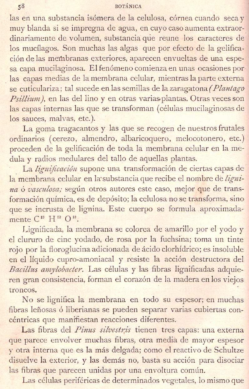 Página 58. Botánica General. Histología. Botánica I por Odón de Buen. Historia Natural. Montaner y Simón, editores. 1891.
