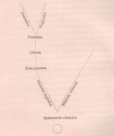 Página 16. Botánica 1 diferenciación de la materia. Página 16. Botánica 1 diferenciación de la materia.