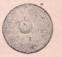 FIGURA I.- Una célula típica.- M, membrana; P, protoplasma; N, núcleo; n, Para estudiar prácticamente la célula vegetal se pueden elegir los pelos que cubren los
estambres de la Tradescantia, planta muy frecuente en los jardines. Vistos al microscopio, aparecen formados de células colocadas en fila; la terminal, que es la
más joven, está la mayor parte de las veces completamente llena de protoplasma