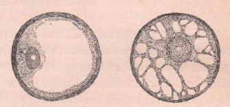 FIG. 2.- Célula con numerosas vacuolas. FIG.3.- Célula de vida muy avanzada.