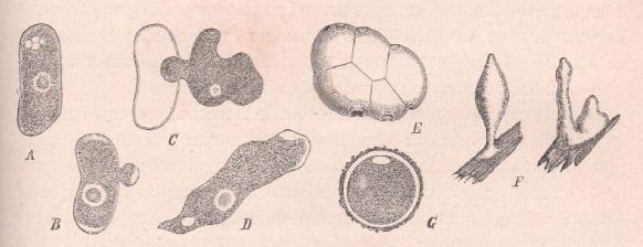 FIG. 4.- Capromyxa protea, Fayod.- (mixomiceto del grupo de los acrásidos). A, un esporo (célula); B, el protoplasma comienza a abandonar la cubierta; C, el
protoplasma se separa de la membrana que lo envolvía y adquiere forma amiboide; D, mix amiba (protoplasma desnudo); E, cuerpo protoplásmico, resultado de la
conjunción de mixamibas; F, talo fructífero; G, mixamiba enquistada por haberse desecado.