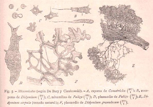 FIGURA. 5.- Mixomicetos (según De Bary y Cienkowski).- A, esporas de Comatricha ( ); B, zoosporas de Didymium ( ); C, mixamibas de Fuligo ( ); D,
plasmodio de Fuligo ( ); E, Didymium serpula (tamaño natural); F, plasmodio de Didymium granulosum.