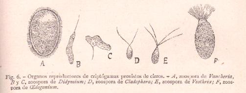 Organos reproductores de criptógamas provistos de cirros.- A, zoospora de Vaucheria, B y C, zoospora de Didymium; D, zoospora de Cladophora; E,
zoospora de Veotlarix; F, zoospora de OEdogonium.