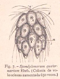 FIGURA 7.- Spondylomorum quaternerium Ehrb. (Colonia de voloocíneas aumentada 650 veces.)