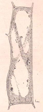 FIGURA. 8. - Célula de un pelo de Chelidonium majus.