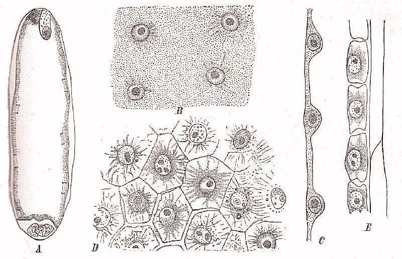 Fig. 9. Producción de núcleos múltiples en el saco embrionario del Myosurus minimus. - A, bipartición de núcleos en la cara pairetal; B, núcleos múltiples en la capa parietal, vista de frente, después de la bipartición; C, los mismos vistos en sección longitudinal; D, formación de membranas celulares en la masa protoplásmica polinucleada, vista de frente; E, la misma en sección longitudinal.