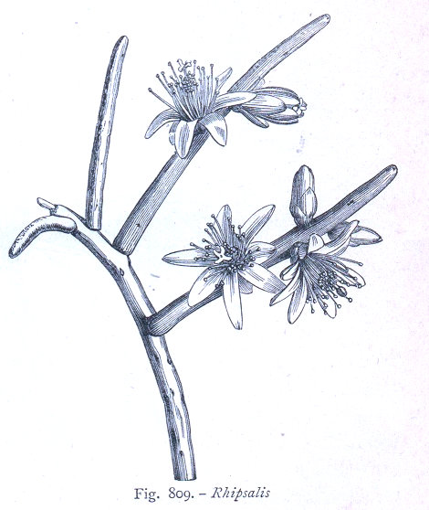 Botanica 4. Rhipsalis