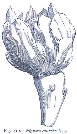 Botanica 4. Higuera chumba fruto.