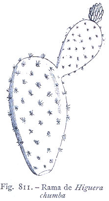 Botanica 4. Rama de higuera chumba