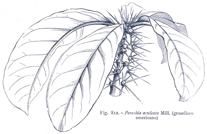 Botanica 4. Pereskia aculeata Mill.