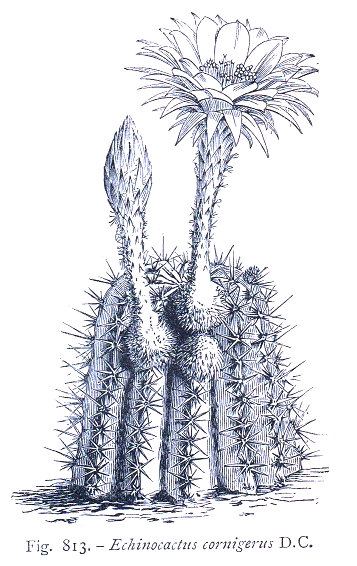 Botanica 4. Echinocactus cornigerus DC.