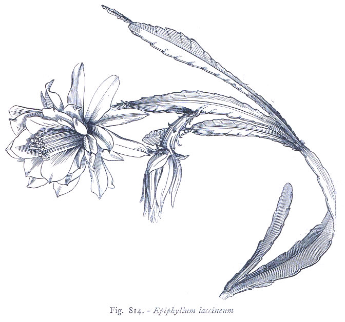 Botanica 4. Epiphillum laccineum