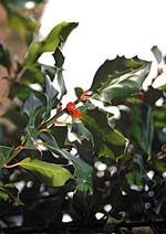 Acebo de Maladeta
