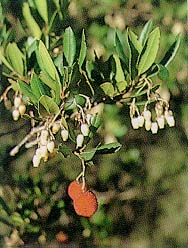 Madroño o alborzera